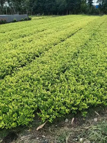 城市绿化工程流行植物有哪些